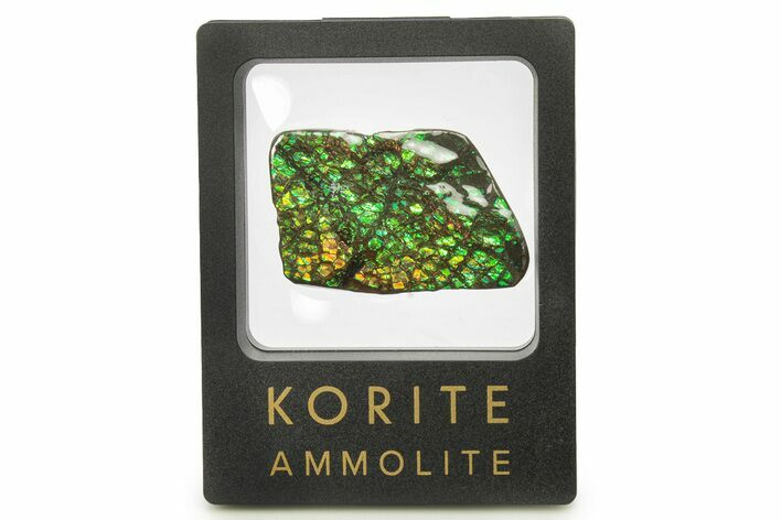 Iridescent Ammolite (Fossil Ammonite Shell) - Brilliant Green #275088
